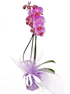  Erzincan hediye iek yolla  Kaliteli ithal saksida orkide