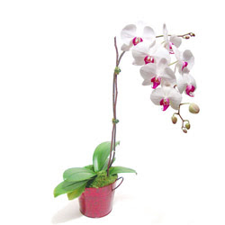  Erzincan hediye sevgilime hediye iek  Saksida orkide
