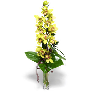  Erzincan uluslararas iek gnderme  cam vazo ierisinde tek dal canli orkide