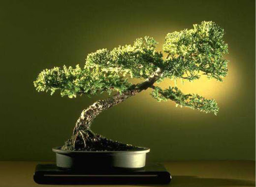 ithal bonsai saksi iegi  Erzincan yurtii ve yurtd iek siparii 