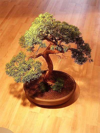 ithal bonsai saksi iegi  Erzincan iekiler 