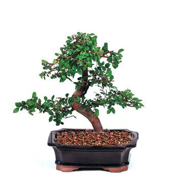 ithal bonsai saksi iegi  Erzincan iek yolla 