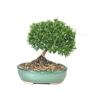 ithal bonsai saksi iegi  Erzincan iek sat 