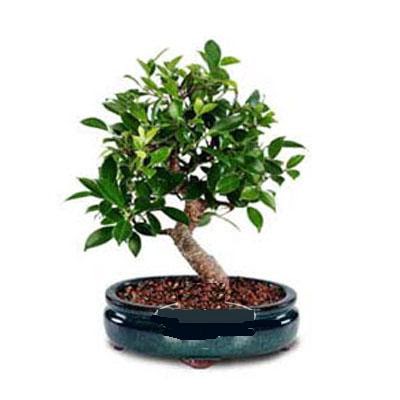 ithal bonsai saksi iegi  Erzincan online ieki , iek siparii 