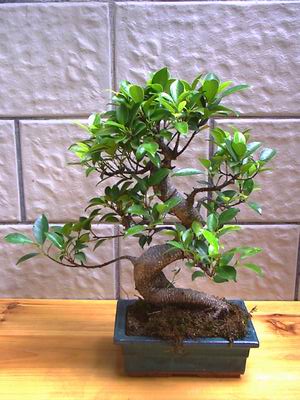 ithal bonsai saksi iegi  Erzincan ieki maazas 