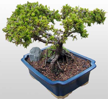 ithal bonsai saksi iegi  Erzincan yurtii ve yurtd iek siparii 