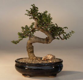 ithal bonsai saksi iegi  Erzincan ucuz iek gnder 