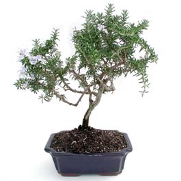 ithal bonsai saksi iegi  Erzincan iek online iek siparii 