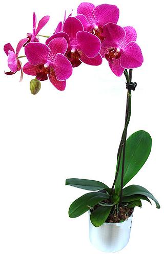  Erzincan yurtii ve yurtd iek siparii  saksi orkide iegi