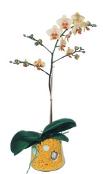  Erzincan iek gnderme  Phalaenopsis Orkide ithal kalite
