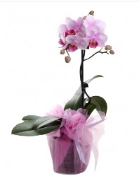 1 dal pembe orkide saksı çiçeği  Erzincan internetten çiçek siparişi 