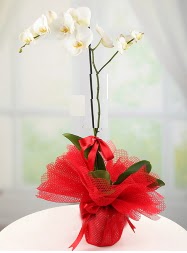 1 dal beyaz orkide saks iei  Erzincan online iek gnderme sipari 