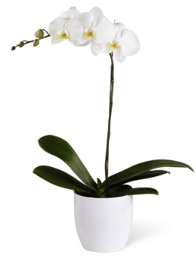 1 dall beyaz orkide  Erzincan ucuz iek gnder 