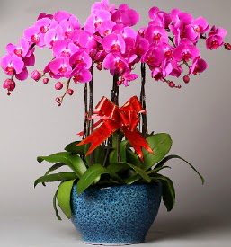 7 dall mor orkide  Erzincan iek siparii sitesi 