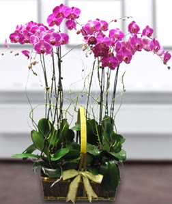 4 dall mor orkide  Erzincan iek siparii vermek 