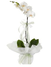 1 dal beyaz orkide iei  Erzincan iek yolla 