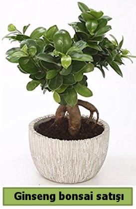 Ginseng bonsai japon aac sat  Erzincan iek online iek siparii 