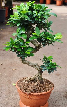 Orta boy bonsai saks bitkisi  Erzincan iek gnderme sitemiz gvenlidir 