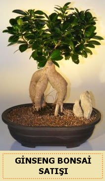 thal Ginseng bonsai sat japon aac  Erzincan online ieki , iek siparii 