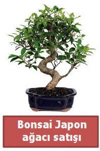 Japon aac bonsai sat  Erzincan online ieki , iek siparii 