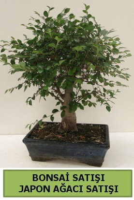 Minyatr bonsai japon aac sat  Erzincan 14 ubat sevgililer gn iek 