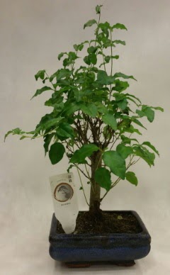 Minyatr bonsai japon aac sat  Erzincan iek online iek siparii 