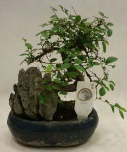 thal 1.ci kalite bonsai japon aac  Erzincan iek servisi , ieki adresleri 