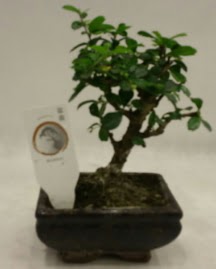 Kk minyatr bonsai japon aac  Erzincan hediye sevgilime hediye iek 