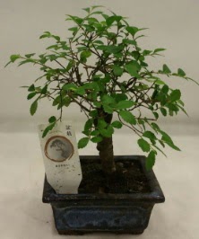 Minyatr ithal japon aac bonsai bitkisi  Erzincan iek servisi , ieki adresleri 