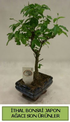 thal bonsai japon aac bitkisi  Erzincan ieki maazas 