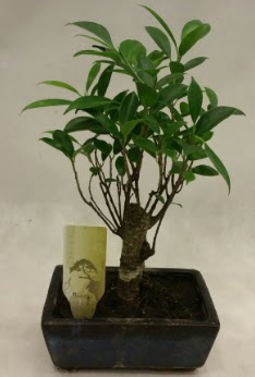 Japon aac bonsai bitkisi sat  Erzincan iek online iek siparii 