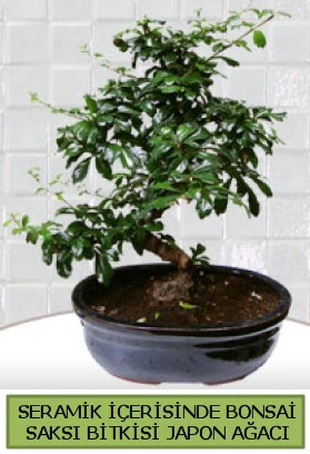 Seramik vazoda bonsai japon aac bitkisi  Erzincan online ieki , iek siparii 