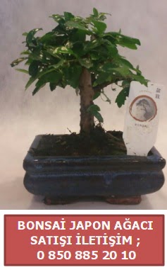 Japon aac minyar bonsai sat  Erzincan iek servisi , ieki adresleri 