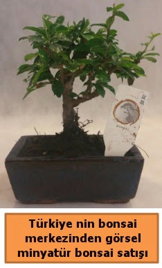 Japon aac bonsai sat ithal grsel  Erzincan anneler gn iek yolla 