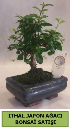 thal japon aac bonsai bitkisi sat  Erzincan iek online iek siparii 
