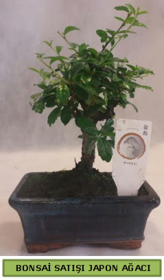 Minyatr bonsai aac sat  Erzincan hediye sevgilime hediye iek 