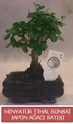 Kk grsel bonsai japon aac bitkisi  Erzincan iek maazas , ieki adresleri 
