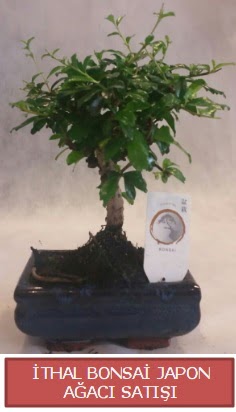 thal kk boy minyatr bonsai aa bitkisi  Erzincan iek online iek siparii 