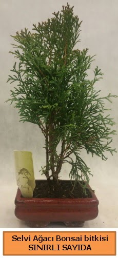 Selvi aac bonsai japon aac bitkisi  Erzincan iek servisi , ieki adresleri 