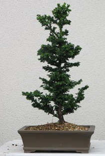 am aac bonsai bitkisi sat  Erzincan iek online iek siparii 