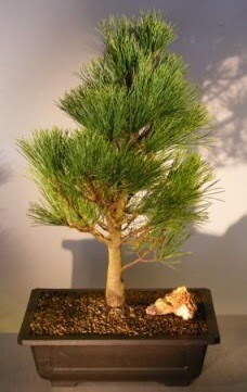 am aac japon aac bitkisi bonsai  Erzincan iek online iek siparii 