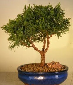 Servi am bonsai japon aac bitkisi  Erzincan anneler gn iek yolla 