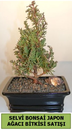 Selvi am japon aac bitkisi bonsai  Erzincan iek online iek siparii 