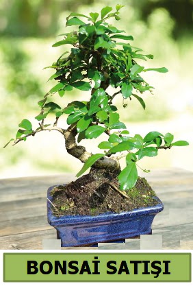 am bonsai japon aac sat  Erzincan iek servisi , ieki adresleri 