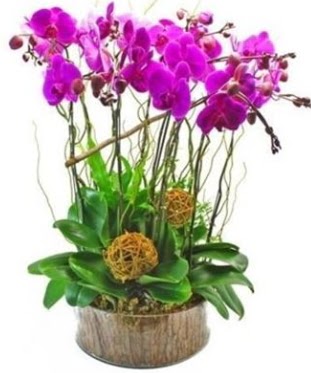 Ahap ktkte lila mor orkide 8 li  Erzincan iek yolla , iek gnder , ieki  