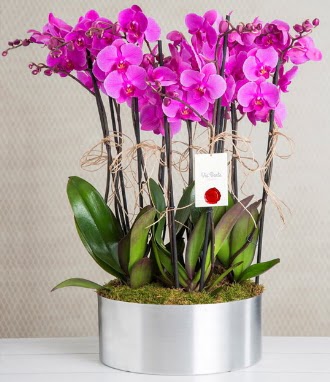 11 dall mor orkide metal vazoda  Erzincan 14 ubat sevgililer gn iek 