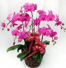 Sepet ierisinde 5 dall lila orkide  Erzincan kaliteli taze ve ucuz iekler 