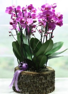 Ktk ierisinde 6 dall mor orkide  Erzincan kaliteli taze ve ucuz iekler 