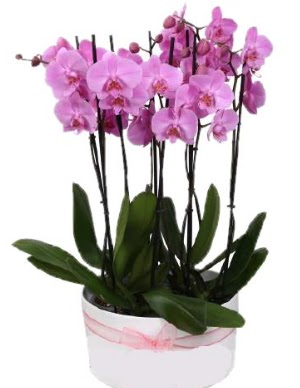Beyaz seramik ierisinde 7 dall mor orkide  Erzincan iek online iek siparii 