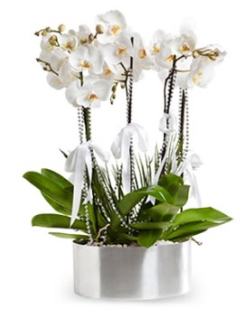 Be dall metal saksda beyaz orkide  Erzincan anneler gn iek yolla 